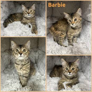 Barbie -  Manx Cat for Adoption in Windy Hills, Kentucky - Barbie | PetCurious