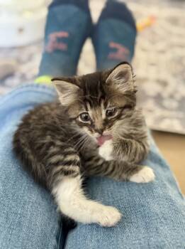 Rescue Domestic Short Hair Cats for Adoption in Grand Junction, Colorado - Opalite | PetCurious