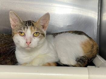 Rescue Domestic Short Hair Cats for Adoption in Roanoke, Virginia - Gertrude | PetCurious