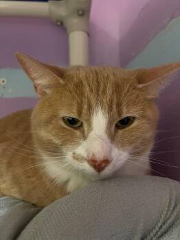 Ghost -  Domestic Short Hair Cat for Adoption in Cambridge, Maryland - Ghost | PetCurious