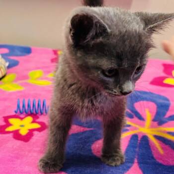 Farrah -  Domestic Short Hair Cat Available for Adoption in Mocksville, North Carolina - Farrah | PetCurious