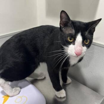 Derrik -  Domestic Short Hair Cat for Adoption in Tampa, Florida - Derrik | PetCurious
