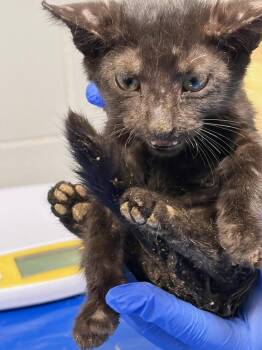 Oolong -  Domestic Short Hair Cat for Adoption - Oolong | PetCurious