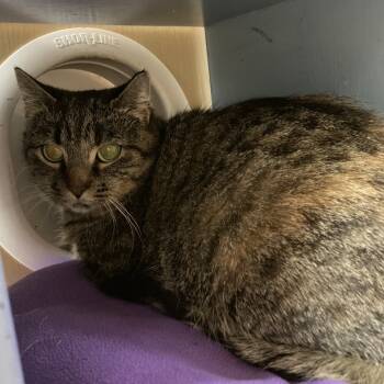 Rescue Domestic Short Hair Cats for Adoption in Pittsburgh, Pennsylvania - Pierogi | PetCurious