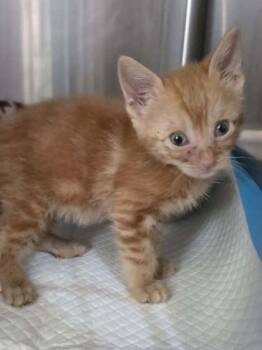 Kaidia -  Domestic Short Hair Cat for Adoption in Houston, Texas - Kaidia | PetCurious