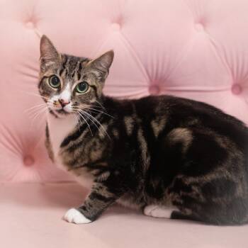 Rescue Domestic Short Hair Cats for Adoption in St. Augustine, Florida - Camira Mom | PetCurious