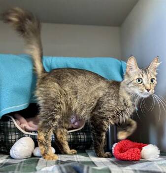 Domestic Medium Hair Cats Available for Adoption in Kalamazoo, Michigan - MAGNOLIA | PetCurious