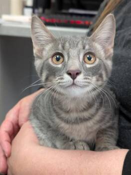 HAMMY -  Domestic Short Hair Cat for Adoption in Canfield, Ohio - HAMMY | PetCurious