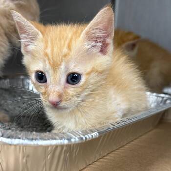 Solara -  Domestic Short Hair Cat for Adoption in Greenville, South Carolina - Solara | PetCurious