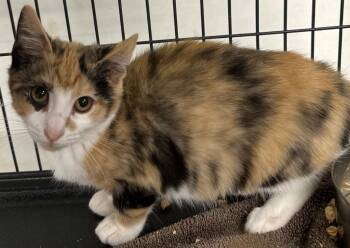 Rescue Domestic Short Hair Cats for Adoption in Cumming, Georgia - Louise | PetCurious