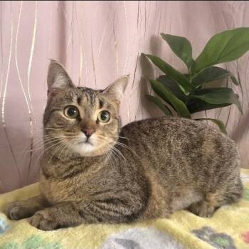 Pumpkin -  Domestic Short Hair Cat for Adoption in Long Beach, Mississippi - Pumpkin | PetCurious