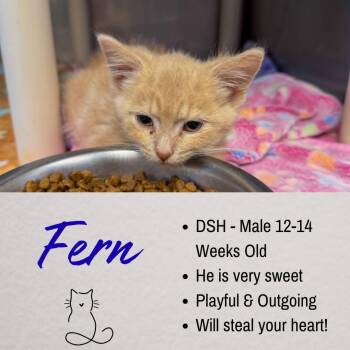 Fern -  Domestic Short Hair Cat for Adoption in Junction City, Kansas - Fern | PetCurious