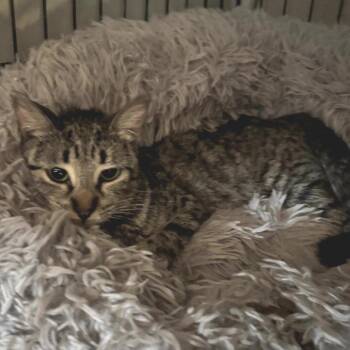 Domestic Short Hair Cats Available for Adoption - Harley | PetCurious