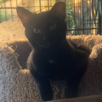 Domestic Short Hair Cats Available for Adoption - Pistol | PetCurious