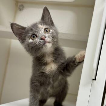 Xiva -  Domestic Short Hair Cat for Adoption in Reisterstown, Maryland - Xiva | PetCurious
