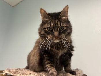 Rescue Maine Coon Cats for Adoption in Chicago, Illinois - Nicole | PetCurious