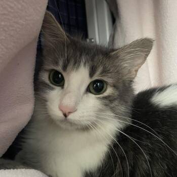 Domestic Medium Hair Cats Available for Adoption - My Melody | PetCurious