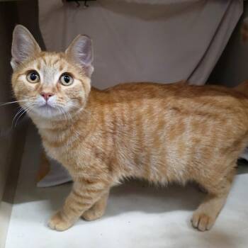 Frito (blue collar) -  Domestic Short Hair Cat for Adoption in Michigan City, Indiana - Frito (blue Collar) | PetCurious