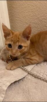 Queso -  Domestic Short Hair Cat for Adoption in Scottsdale, Arizona - Queso | PetCurious