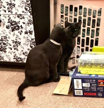 Domestic Short Hair Cats Available for Adoption - Folklore:  Rusalka | PetCurious