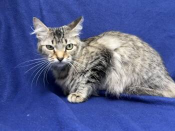 Butters -  Domestic Medium Hair Cat for Adoption in Valdosta, Georgia - Butters | PetCurious