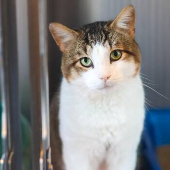 Sir Thomas -  Domestic Short Hair Cat for Adoption - Sir Thomas | PetCurious
