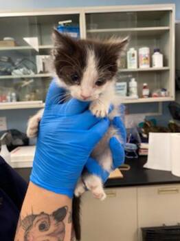 Nutterbutter -  Domestic Short Hair Cat for Adoption in Santa Rosa, California - Nutterbutter | PetCurious