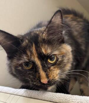 Enya -  Domestic Medium Hair Cat for Adoption in Winnipeg, Manitoba - Enya | PetCurious