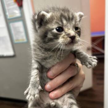 Domestic Short Hair Cats Available for Adoption in St. Louis, Missouri - Worm | PetCurious
