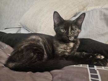 Aurora -  Domestic Short Hair Cat for Adoption in Chicago, Illinois - Aurora | PetCurious