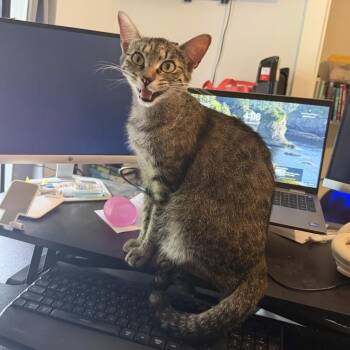 Biscuit Butter -  Tabby and Domestic Short Hair Cat for Adoption in Friendswood, Texas - Biscuit Butter | PetCurious