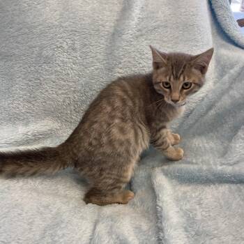 Lil Lady -  Domestic Short Hair Cat for Adoption in Park City, Utah - Lil Lady | PetCurious