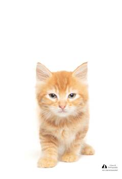 Rescue Domestic Short Hair Cats for Adoption in Tallahassee, Florida - Leif | PetCurious