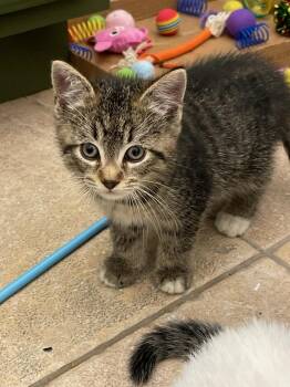 NOODLE -  Domestic Short Hair Cat for Adoption in Ocean Township, New Jersey - NOODLE | PetCurious