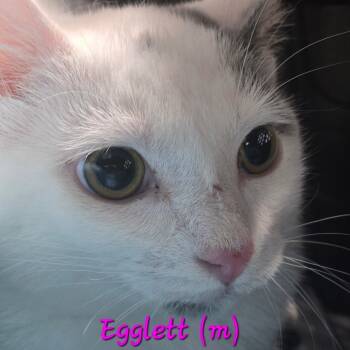 Rescue Domestic Short Hair Cats for Adoption in Corydon, Indiana - Egglett | PetCurious