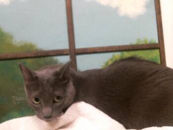GROOT -  Russian Blue and Domestic Short Hair Cat for Adoption in Houston, Texas - GROOT | PetCurious
