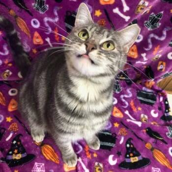 SIlver -  Domestic Medium Hair Cat for Adoption in Bountiful, Utah - SIlver | PetCurious