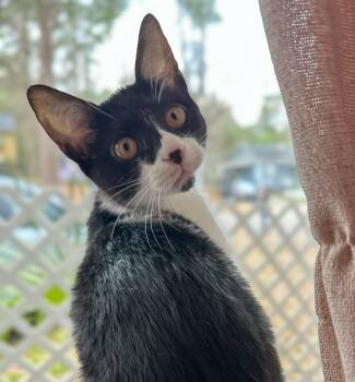Domestic Short Hair Cats Available for Adoption - Marilyn | PetCurious