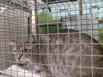 Domestic Short Hair Cats Available for Adoption in Houston, Texas - NENA | PetCurious