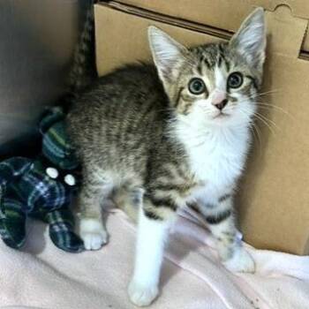 Virgo -  Domestic Long Hair Cat for Adoption - Virgo | PetCurious