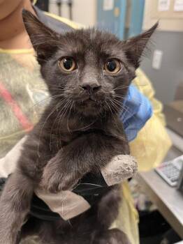 SHAWNIE -  Domestic Short Hair Cat for Adoption in Las Vegas, Nevada - SHAWNIE | PetCurious