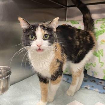 Spumoni -  Domestic Short Hair Cat for Adoption in Wheaton, Illinois - Spumoni | PetCurious