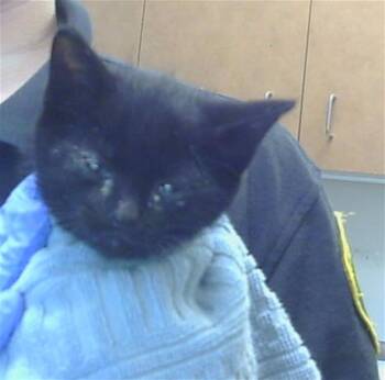 TROY -  Domestic Short Hair Cat for Adoption in Sacramento, California - TROY | PetCurious