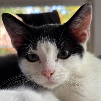 Twaila -  Domestic Short Hair Cat for Adoption in Tustin, California - Twaila | PetCurious