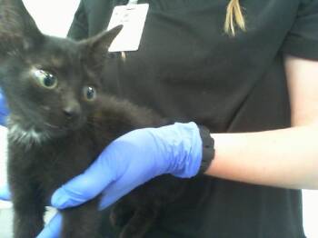 A1269407 -  Domestic Short Hair Cat for Adoption in Charlotte, North Carolina - A1269407 | PetCurious