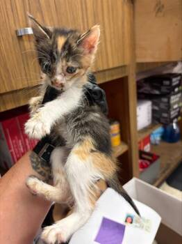AMBER -  Domestic Short Hair Cat for Adoption in Stockton, California - AMBER | PetCurious