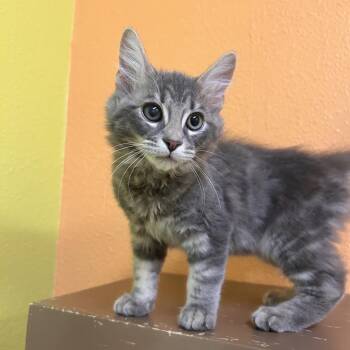Rascal -  Domestic Short Hair Cat for Adoption in Fresno, California - Rascal | PetCurious