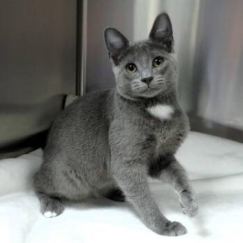 Mew Mew -  Domestic Short Hair Cat for Adoption in Michigan City, Indiana - Mew Mew | PetCurious