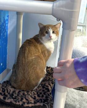 Domestic Short Hair Cats Available for Adoption - Fynn | PetCurious