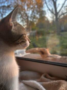 Malibu -  Domestic Short Hair Cat for Adoption in Arthur, Ontario - Malibu | PetCurious